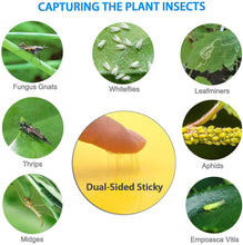 6 x 8" Yellow Sticky Traps for Flying Plant Insects Flies Gnats Whiteflies Aphids Pests - 20 pks