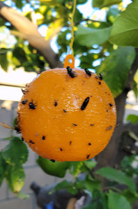 Fly Gnat Flying Pests Trap Glue Ball - 4 Pcs