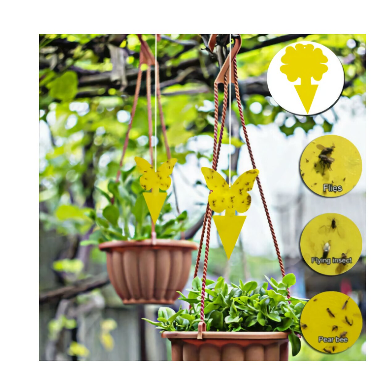 https://pestsdefender.com/cdn/shop/products/rsz_screenshot_2021-08-04_at_10-53-01_gnat_and_fruit_fly_trap_yellow_dual_sided_glue_insect_catcher_to_control_bugs_indoor_and_1024x1024@2x.jpg?v=1663357242